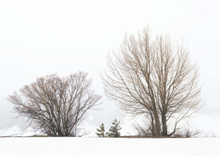 Padroni della nebbia