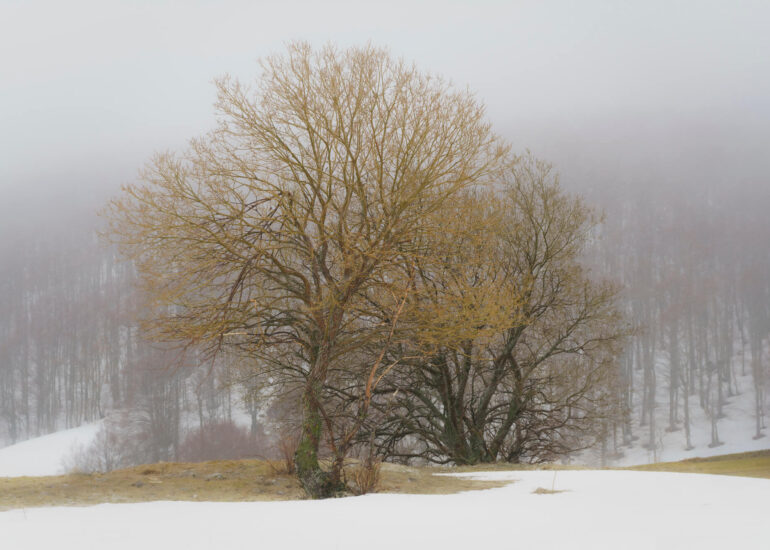 Padroni della nebbia